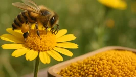 Jak suszyć pyłek pszczeli?